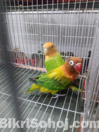 love bird